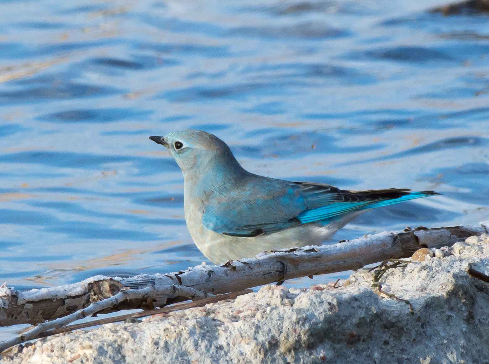 Gordon’s Birding Adventures: Winter Birding in Nebraska