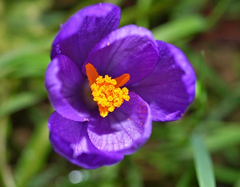 Azafrán de monte (Crocus nudiflorus) flor silvestre azul