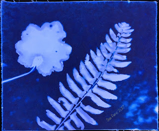 Wet cyanotype_Sue Reno_Image 261