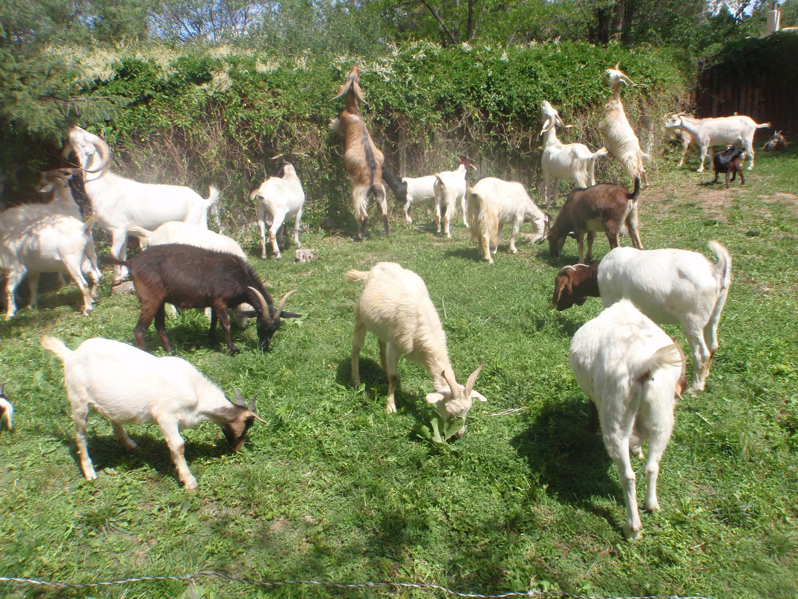 Horned Locust Goatscaping Yard Goats In Santa Fe!