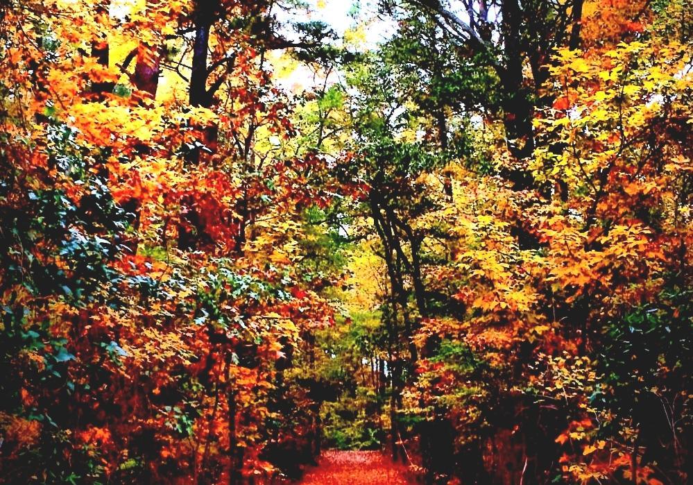 Virginia Beach Virginia Virginia Beach Parks And Rec Virginia Beach Virginia Virginia Beach Parks And Rec