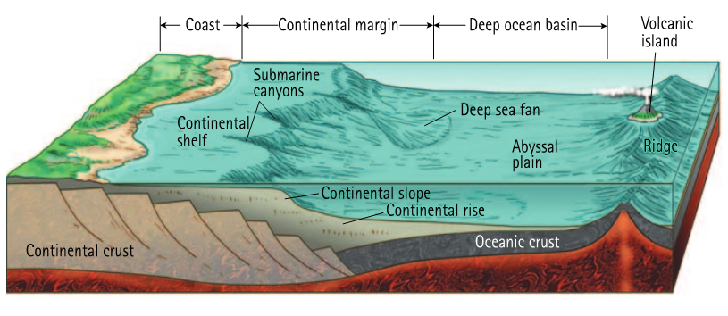 В глубоководных океанах отсутствуют. Ocean basins. Абиссаль океан. Мировой океан бассейн мирового океана. Изображение океан в разрезе.