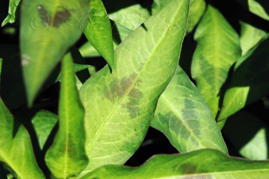 Ethnobotanical Pursuits Lady's Thumb