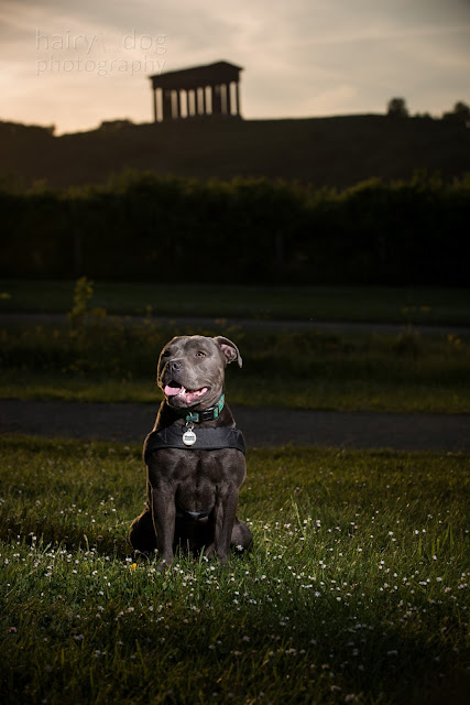 dog photography at penshaw, herrington, north east, newcastle