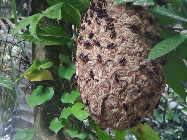 Tujuh Orang Tewas Karena Sengatan Tawon Ndas, Fakta-fakta Ini Harus Anda Ketahui Tujuh Orang Tewas Karena Sengatan Tawon Ndas, Fakta-fakta Ini Harus Anda Ketahui