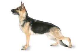 Anjing Ras German Shepherd