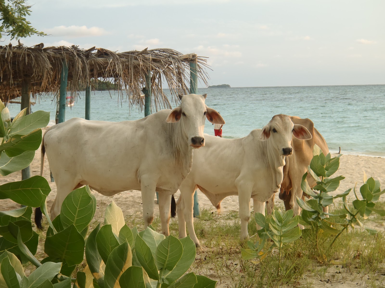 La Ruta de la Libertad: Wo das Meer leuchtet und die Kühe auf