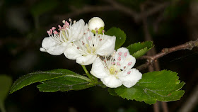 Flowers of Crataegus x media, a hybrid between C. monogyna and C. laevigata.  Joyden's Wood, 12 May 2012.