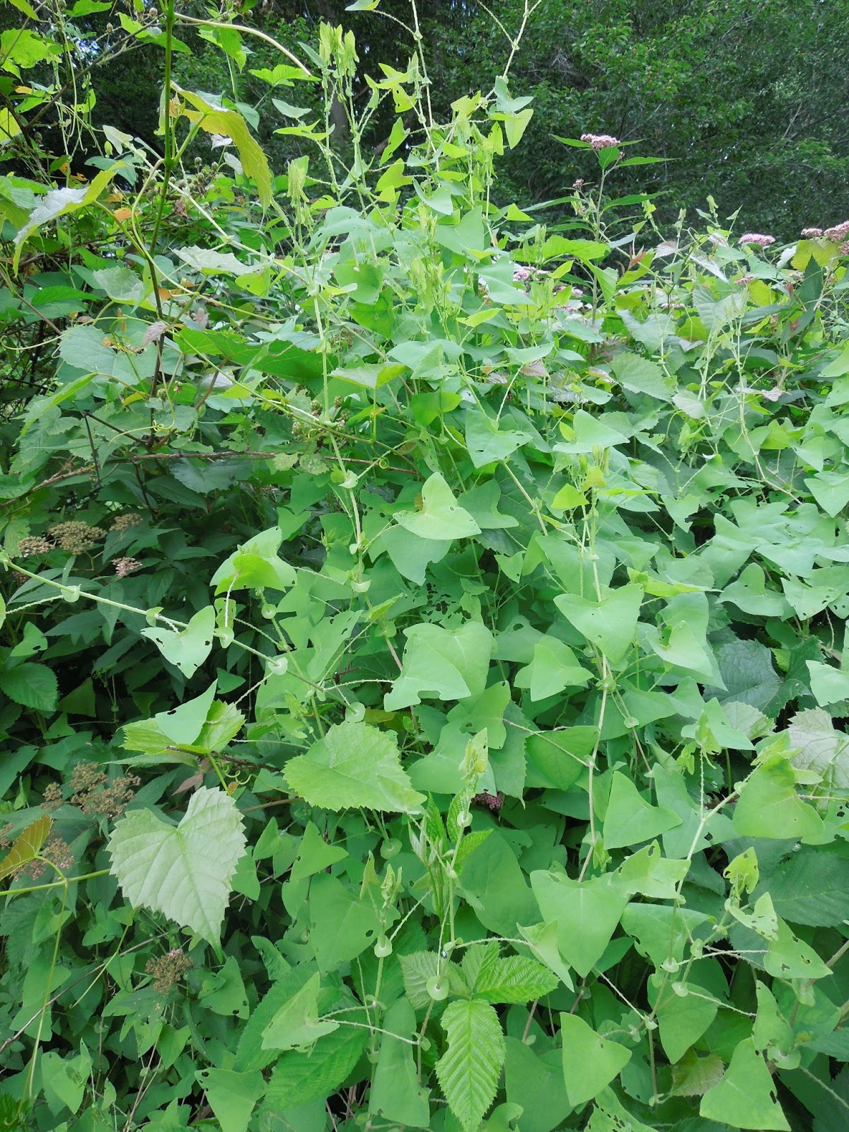 Franklin County (PA) Gardeners Weeds, Part 3 MileaMinute Vine