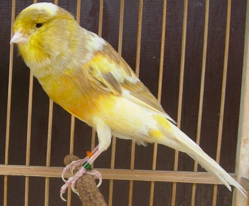 Mengenal Dekat Dan Ciri Ciri Dari Jenis Burung Kenari F1 Paling