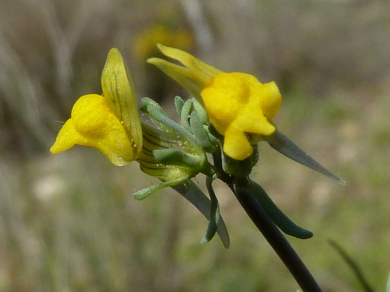 Linarea Simplex PASOS: abril 2011