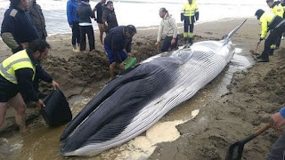 Ballenas muertas andalucia