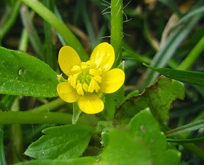 Abrepuños (Ranunculus muricatus) flor silvestre amarilla