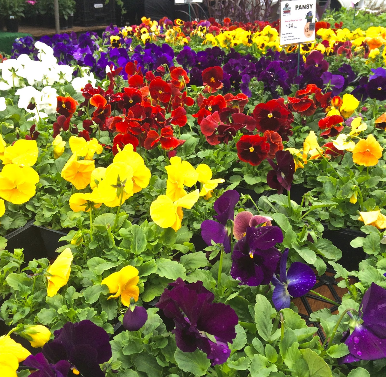 The Road is Mine pansies for sale