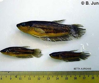 Jenis Ikan Cupang Spesies Betta Aurigans Jenis Ikan Cupang Spesies Betta Aurigans