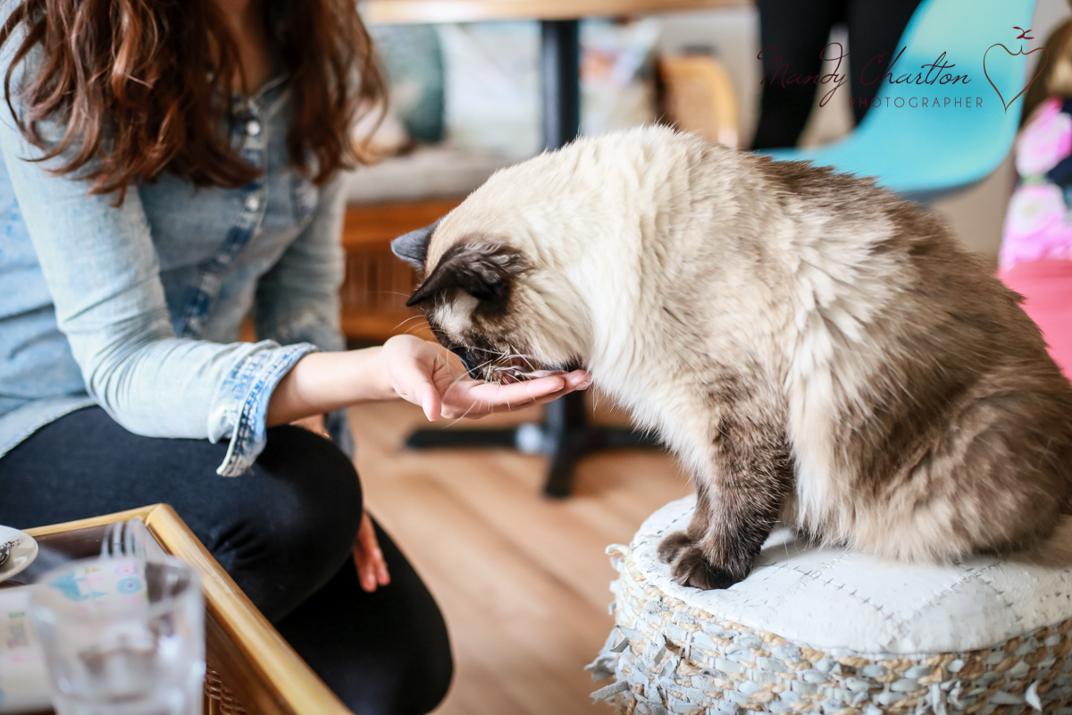 A Cat Cafe on Newcastle's Famous Quayside CatPawCino Mandy Charlton