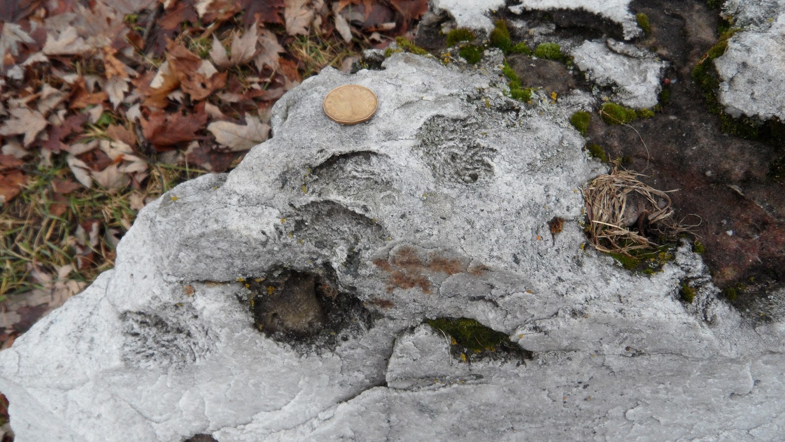 Fossils and Geology of Lanark County, Ontario Gypsum Pseudomorphs that