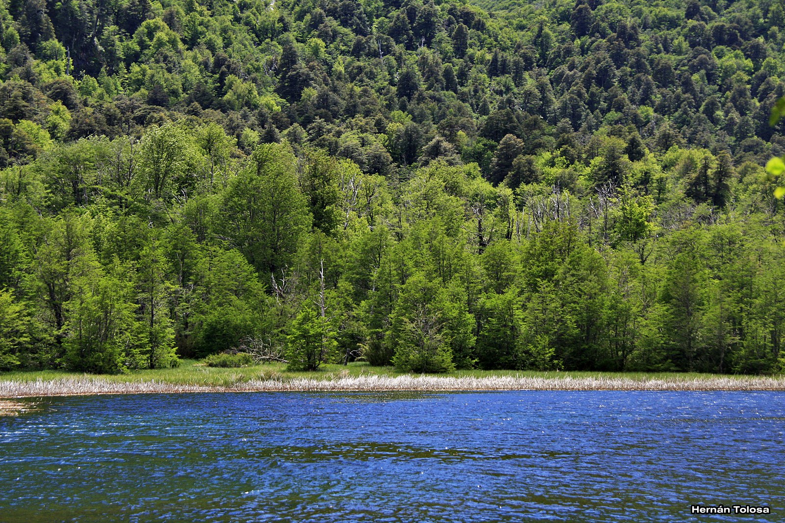 Patagonia Laguna Quillelhue (Chile)