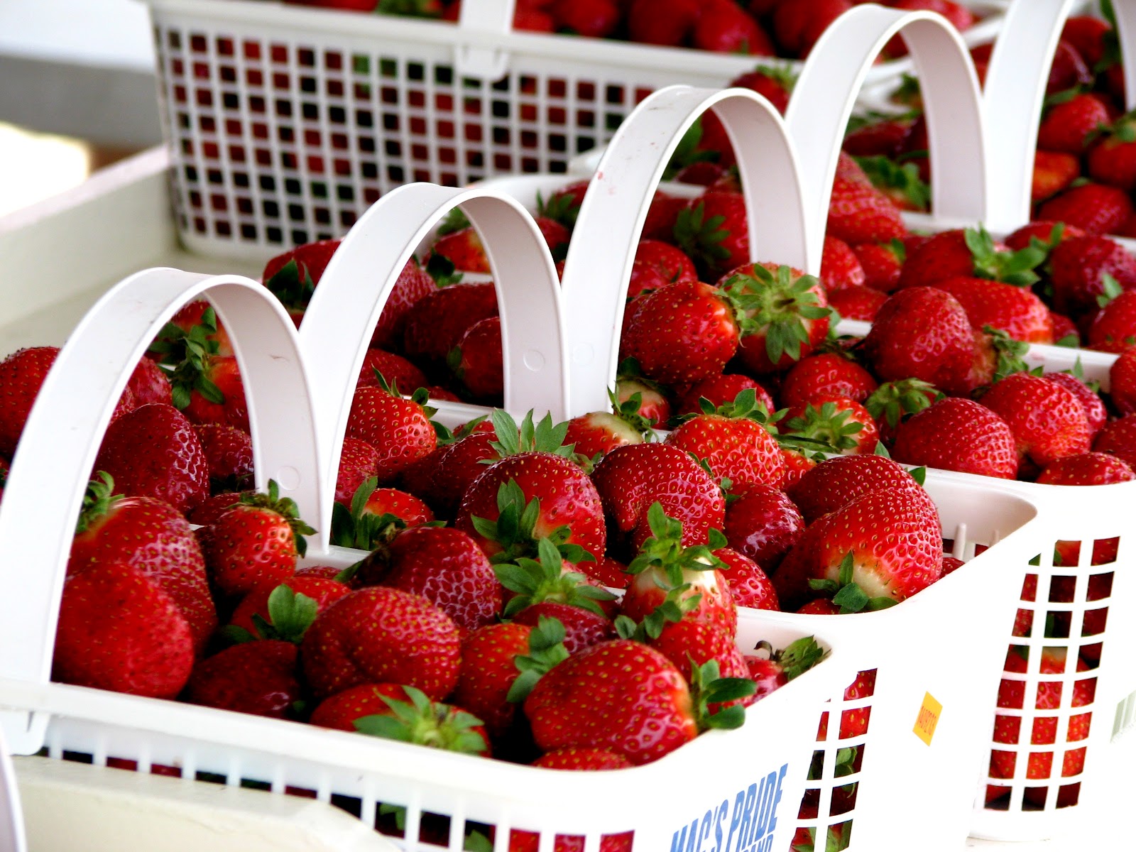 Tales From a Wandering Albatross Festival Fun in South Carolina