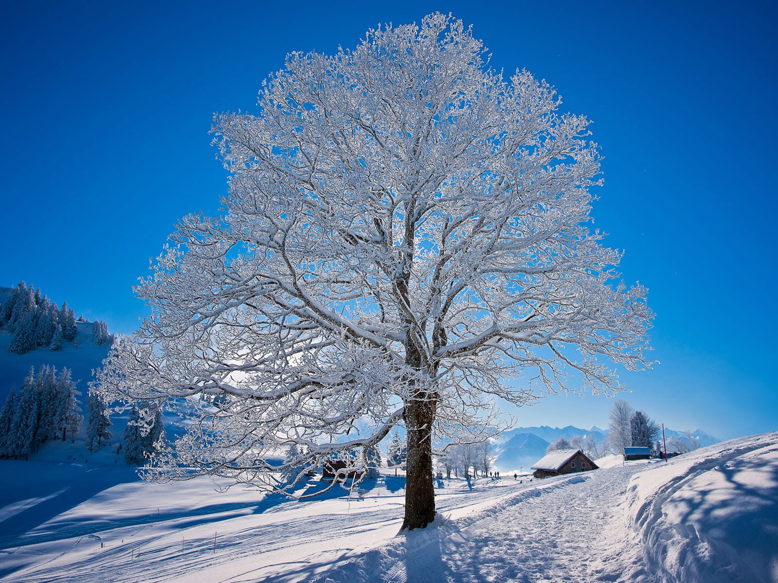 art pictures White Tree Wallpapers