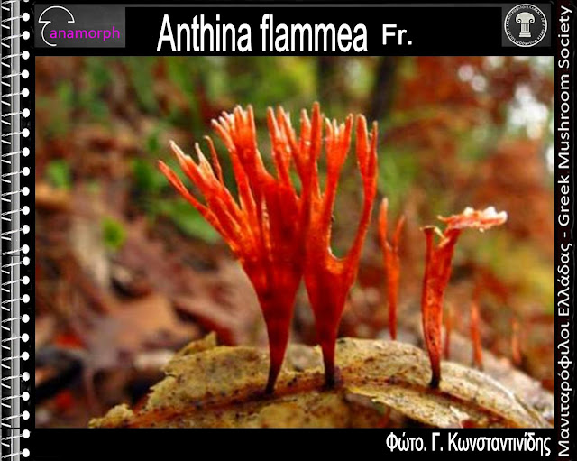 Anthina flammea Fr.