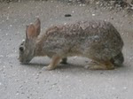 The bedroom patio rabbit in Texas.