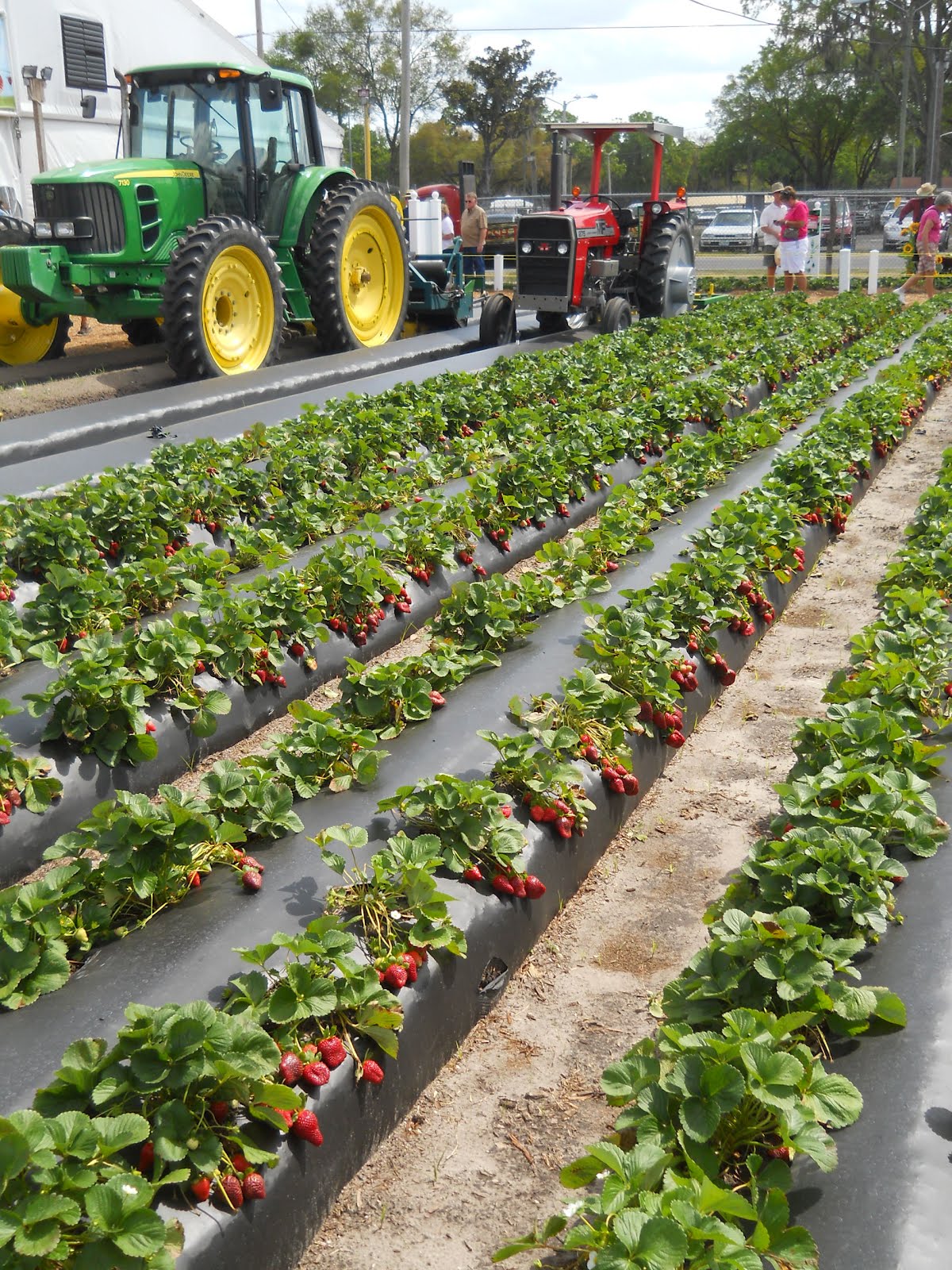 Bicycle Stories Strawberry Fields Forever at This Festival Outside Tampa