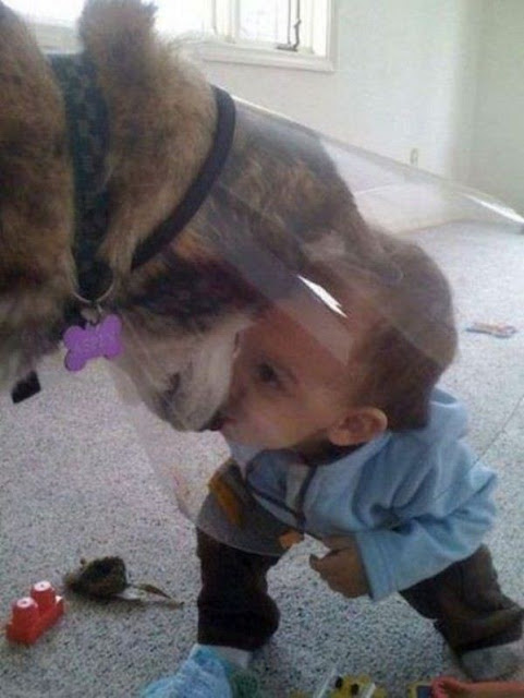 Funny dog and baby.