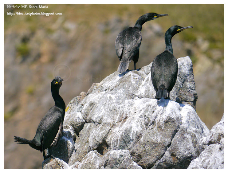 Cormoran huppé - Phalacrocorax aristotelis - European Shag https://bioclicetphotos.blogspot.fr/search/label/Cormoran%20hupp%C3%A9%20-%20Phalacrocorax%20aristotelis