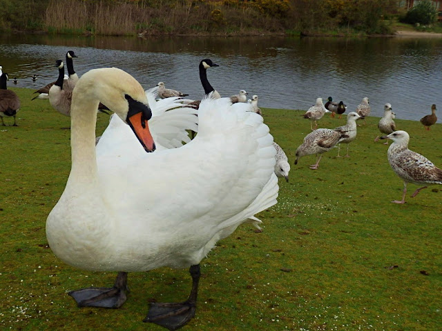 Swan at Par Beach, Cornwall