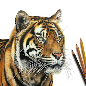 13-Tiger-Tom-Strutton-Animal-Drawings-www-designstack-co