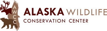Out and About: Alaska Wildlife Conservation Center