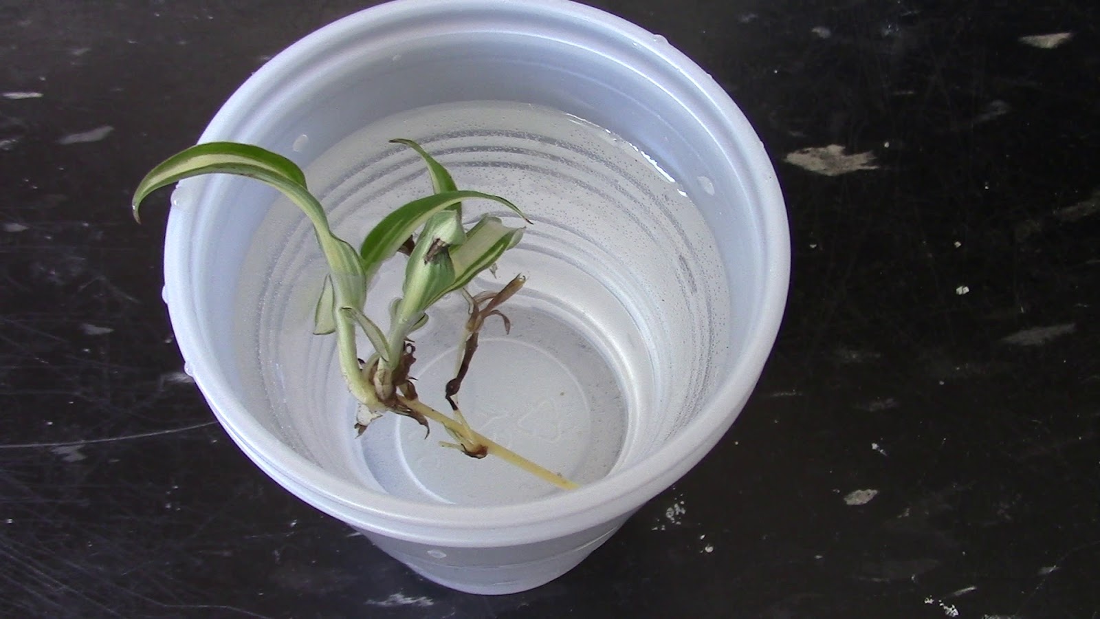 Random Bits Spider Plant Aquarium Garden