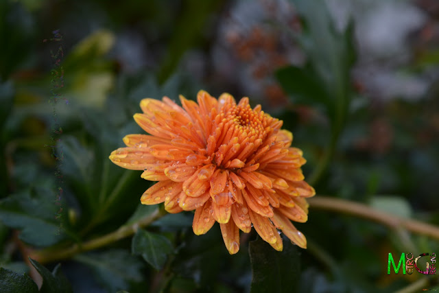 Metro Greens: Orange Chrysanthemum