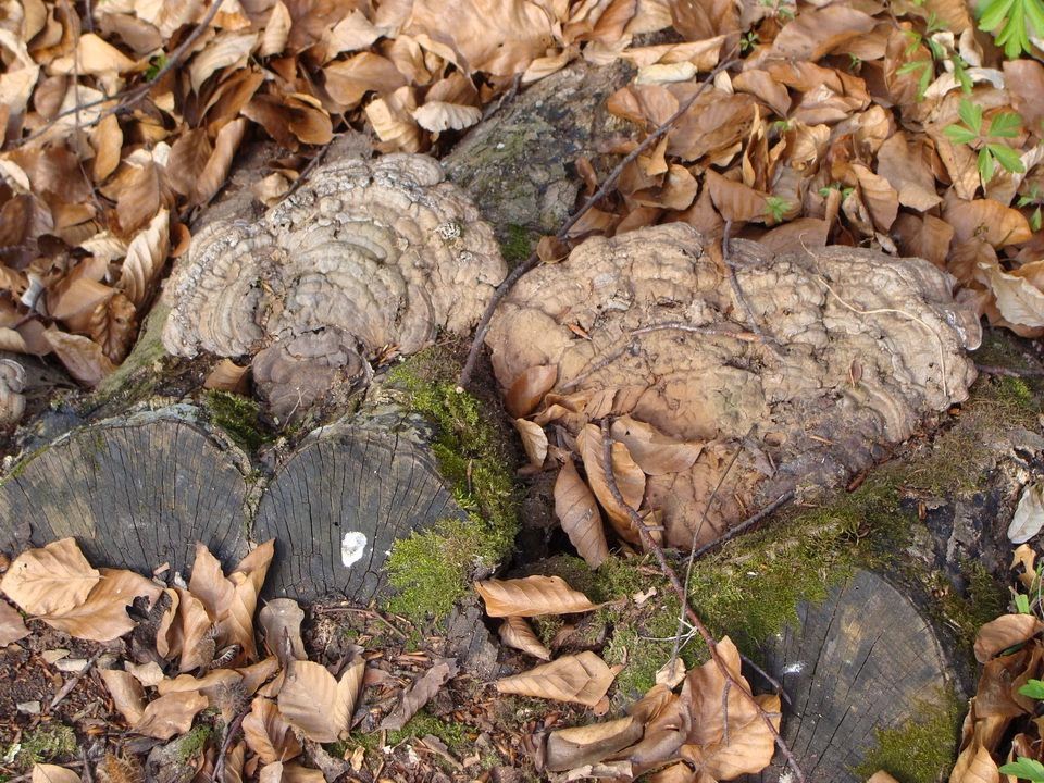 Ganoderma applanatum DSC31283