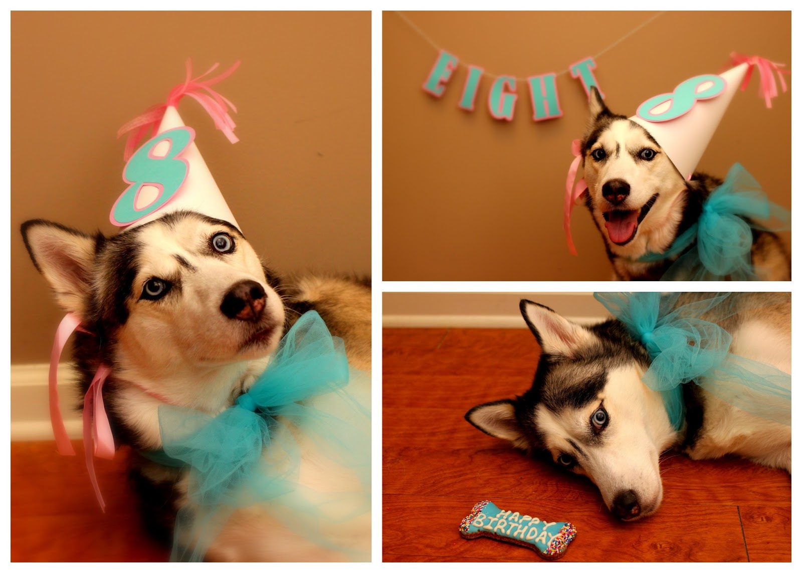 Here Comes The Fun Samardzija Puppy Is 8!