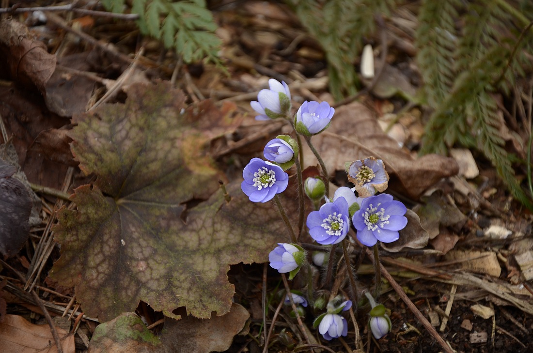 Rotes Laub Im Garten