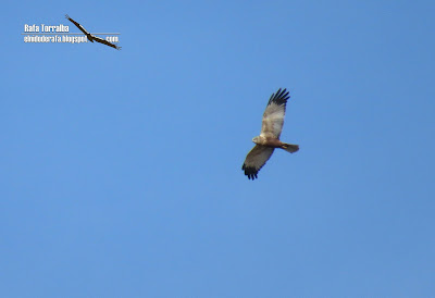 El Nido de Rafa La Mancha Húmeda