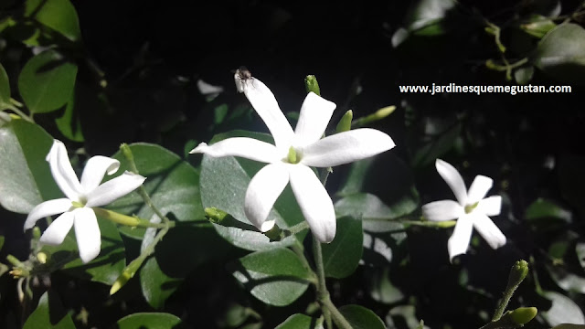 Jazmín Estrellado (Trachelspermum jasminoides)