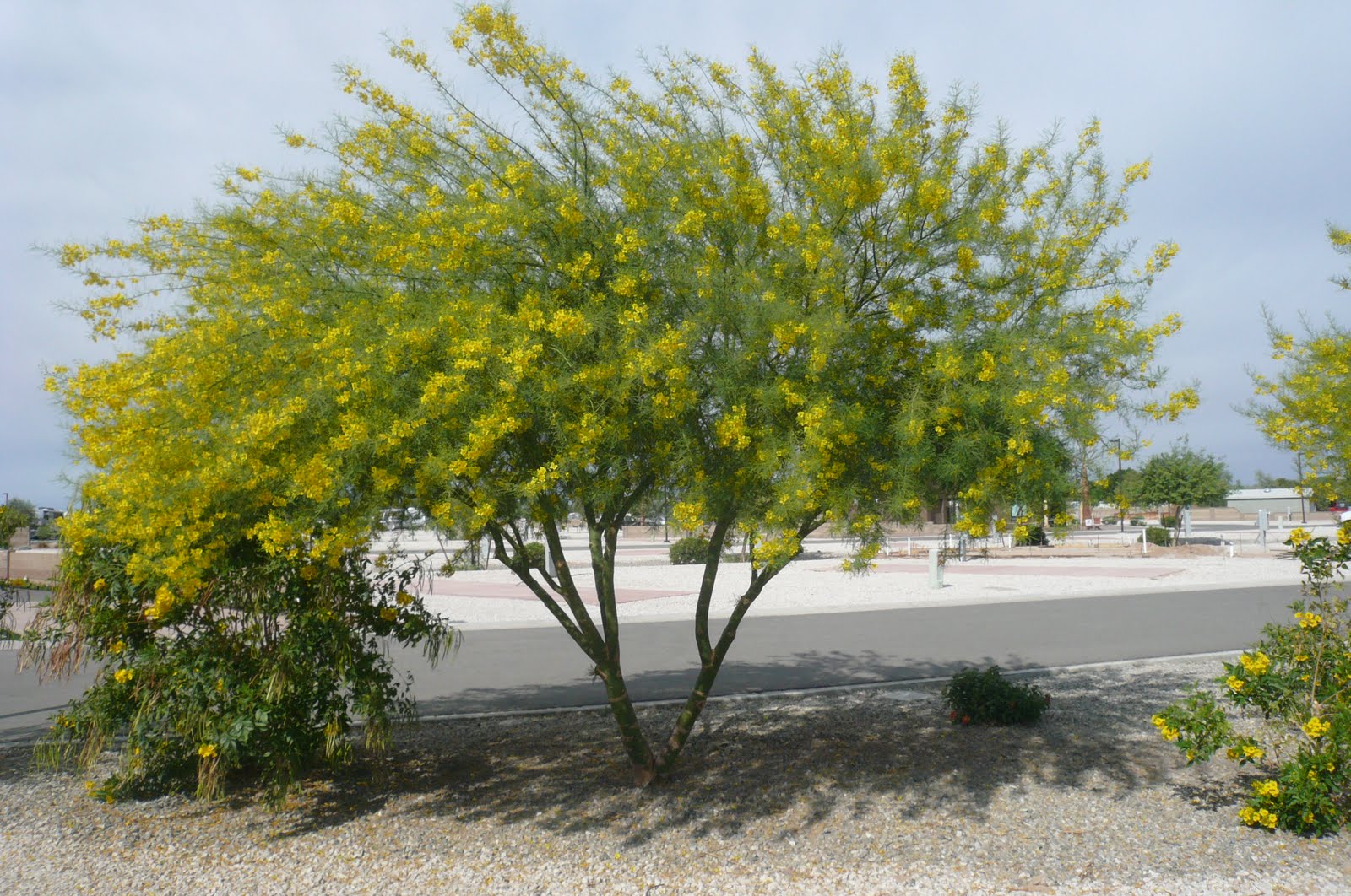 Still Chasing the Sun Yuma, AZ