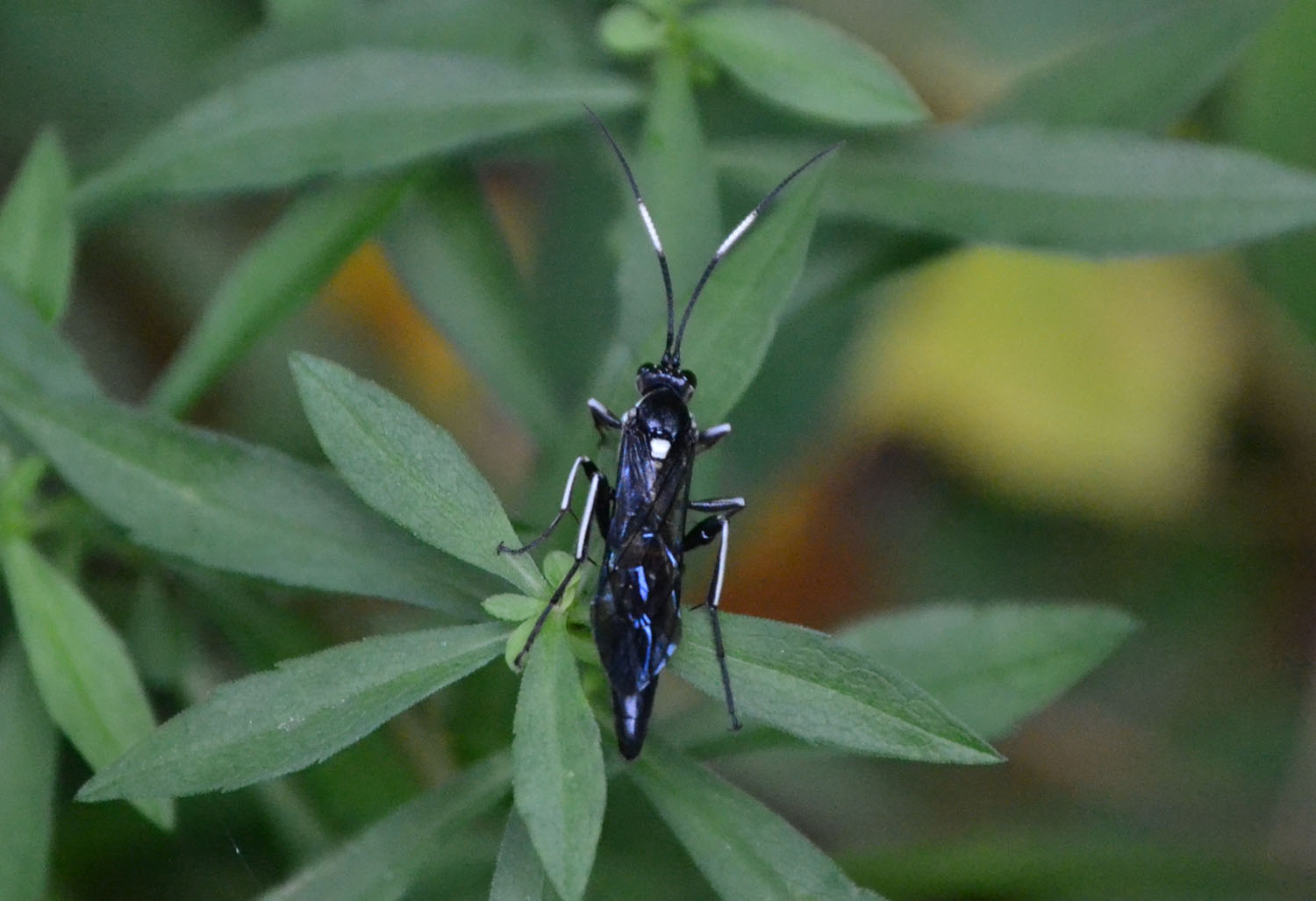 Woods Walks and Wildlife: September 2011