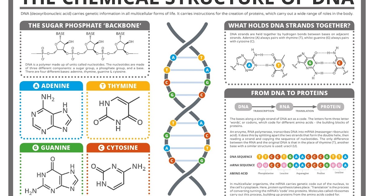 Биологическая роль рнк. По химическому составу днк содержащие. По химическому составу днк содержащие. Формулы нуклеотидов биохимия. Структурные компоненты днк.