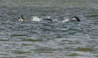 monstruo del Lago Ness