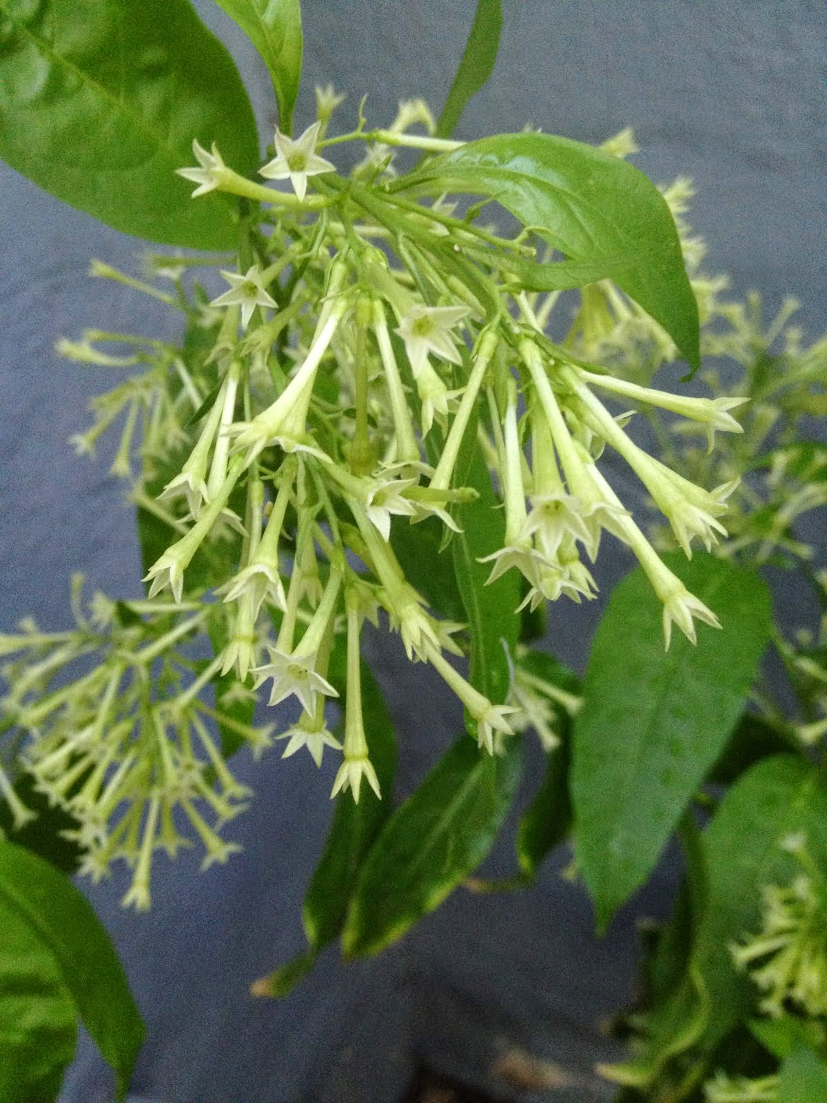 Aprille's SoCal Gardening Night Blooming Jasmine