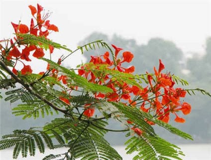 Lời Bai Hat Việt Hay Lời Bai Hat Lưu But Ngay Xanh Thien Trang