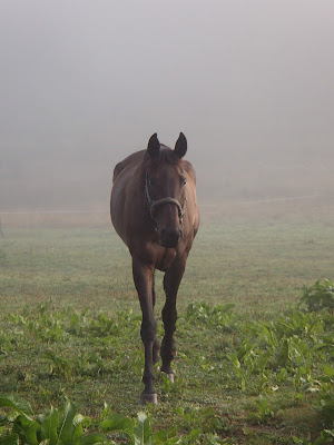 konie we mgle