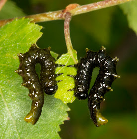 Sawfly larvae, Symphyta, on Silver Birch.  Downe Bank Nature Reserve, 16 June 2012.  Note: 6 pairs of prolegs.