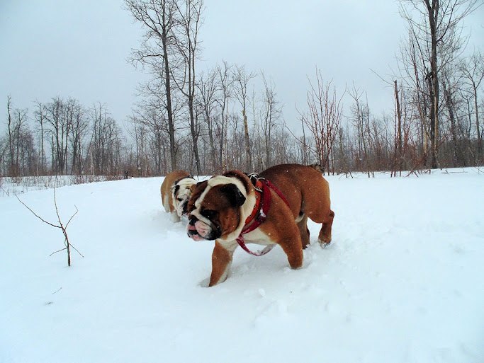 Два английских бульдога на горе