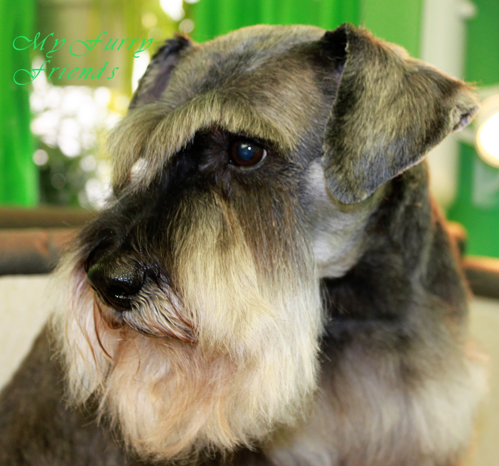 Miniature Schnauzer Grooming Face