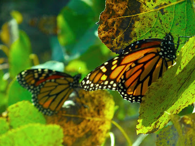Monarch Butterflys, migrating, journey